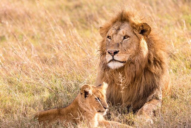 A SMALL POPULATION OF WILD LIONS LIVE ELSEWHERE, BUT MOST WILD LIONS LIVE IN AFRICA.