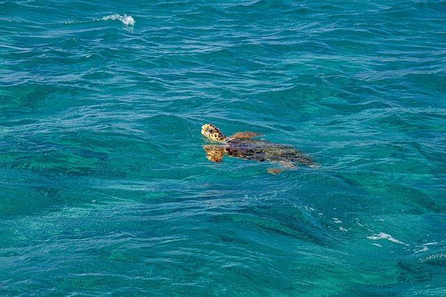 LIFE OF MARINE TURTLE IS A MARATHON, NOT A TRACK MEET