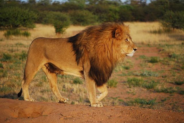 Male lions can weigh up to 30 stone