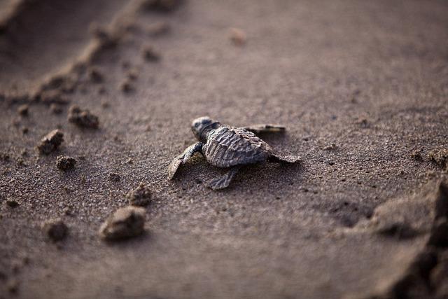 THE YOUNG LIVES OF marine turtles ARE A MYSTERY