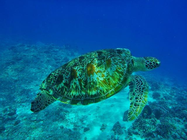 There are seven different types of Marine Turtles
