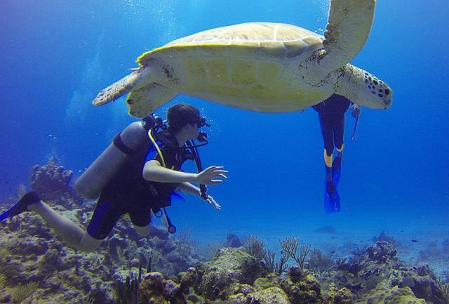 Marine Turtles COULD BE GIANT
