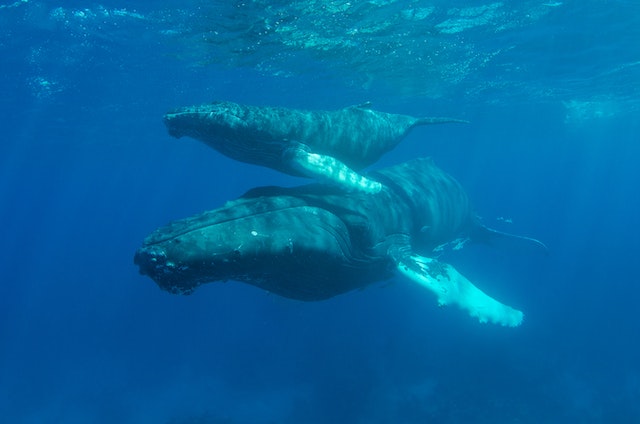 Blue whales 101 - Amazing things you should know - Travlean
