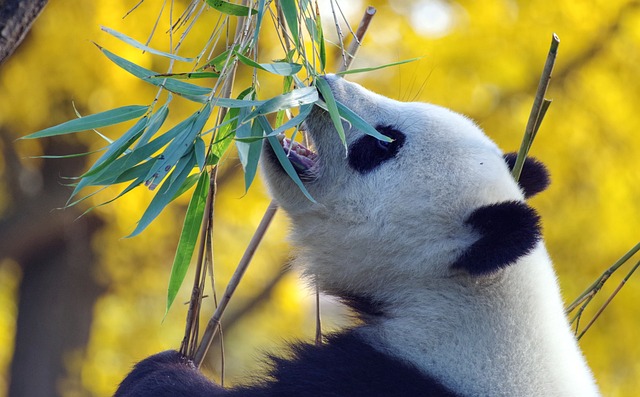 Giant pandas eat constantly