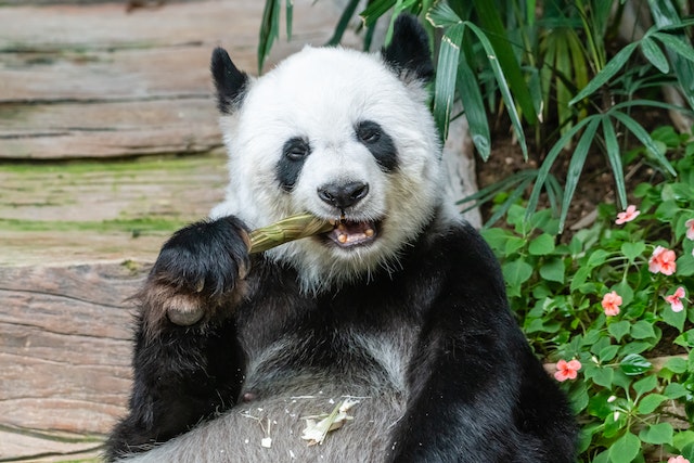 Panda's black and white fur may help them camouflage