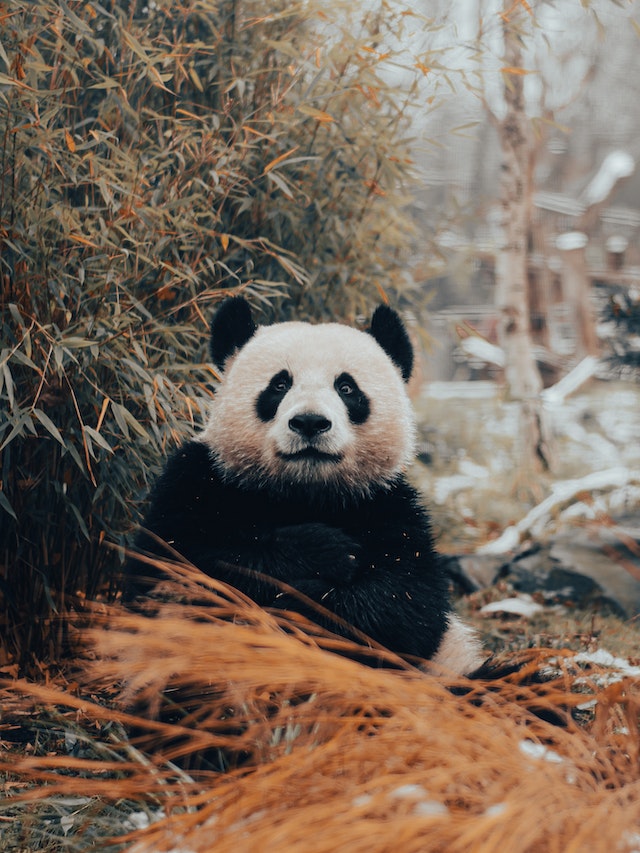 Pandas have quite a bit in common with carnivores