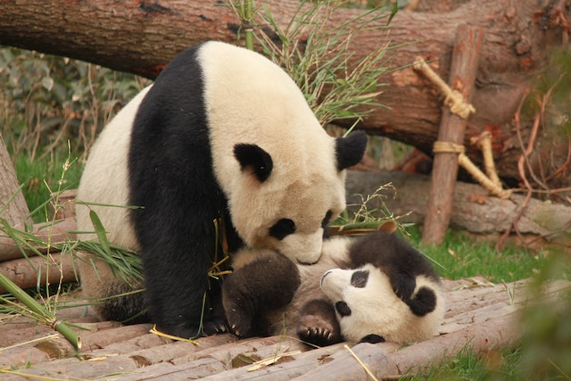 Pandas have tiny cubs because of their poor diet