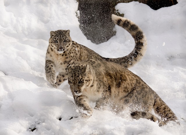 Snow Leopards 101 - Wonderful things you need to know