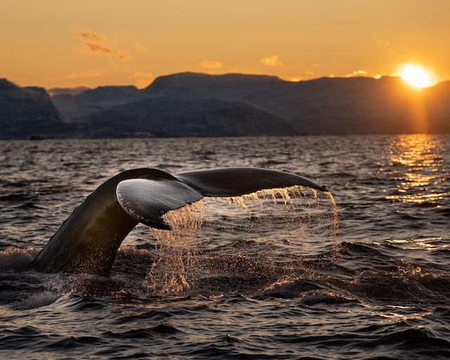 Whale watching, Tromso, Norway