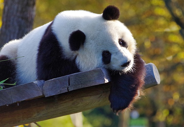 When they're not eating, pandas rest and rest and poop and poop