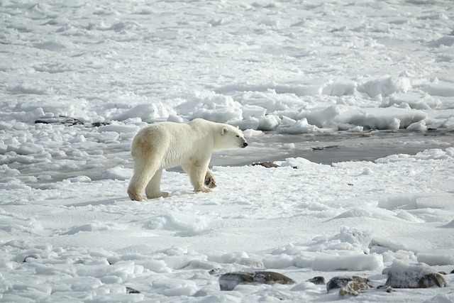 Polar-bears, Svalbard Islands, Norway