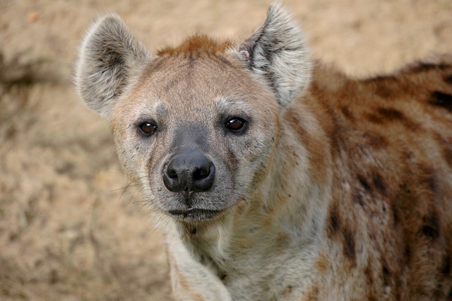 10 Amazing Facts about Hyenas You Need to Know