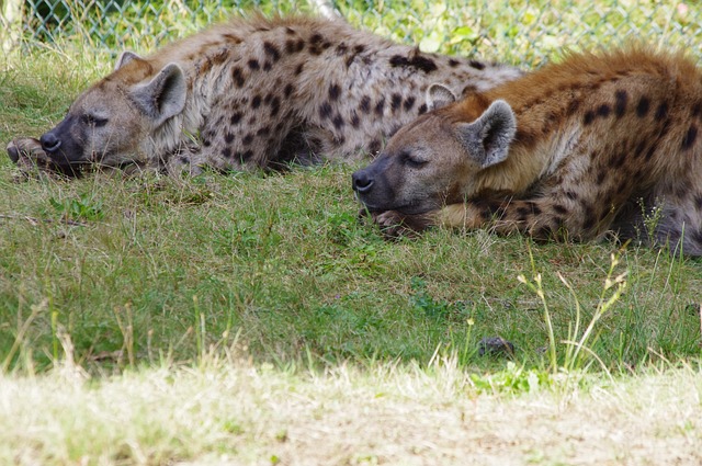 Conservation Efforts Are Underway to Protect Hyenas
