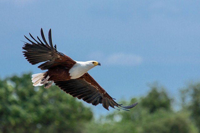 Conservation efforts are helping to protect eagles