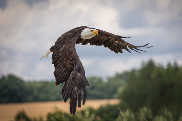 Eagles are important for ecosystem balance