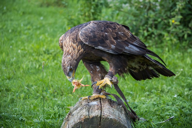 Eagles are known for their hunting skills