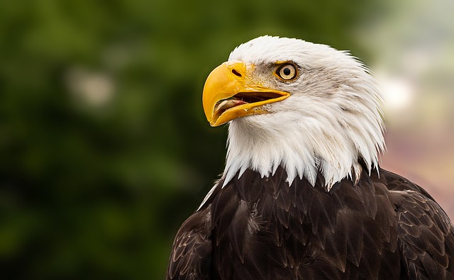 Eagles are threatened by habitat loss and poaching