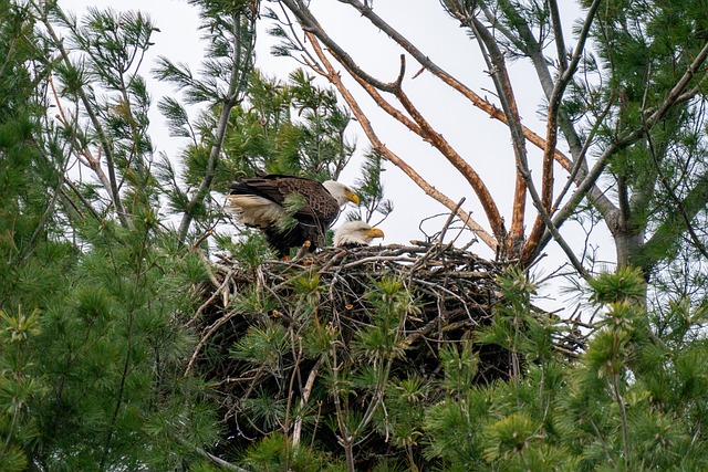 Eagles have a unique nesting behavior