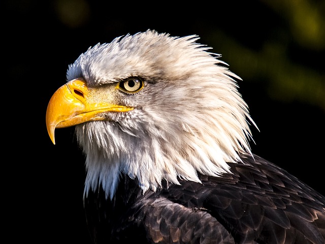 Eagles have incredible eyesight