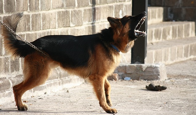 German shepherd as a guard dog