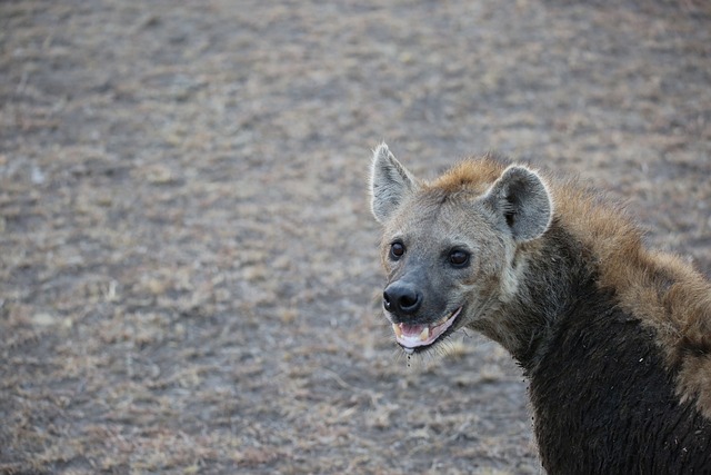 Hyenas Are Known for Their Eerie Laughing Sounds