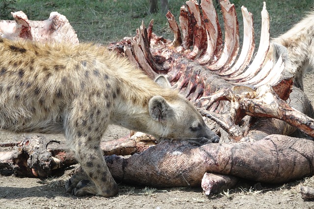 Hyenas Are Skilled Hunters