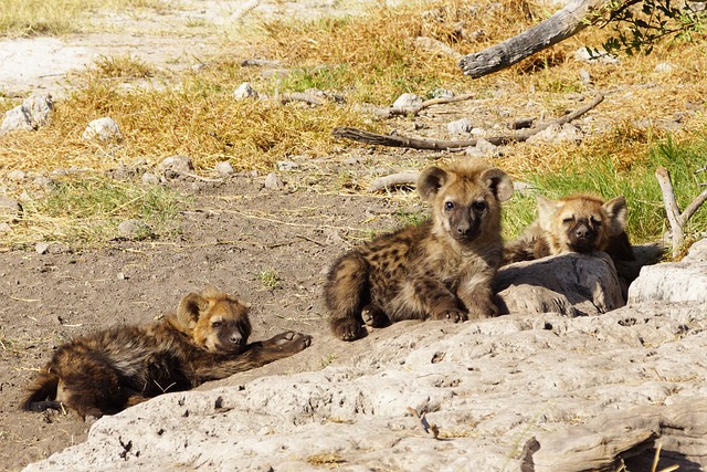 Hyenas Are Under Threat from Habitat Loss and Hunting