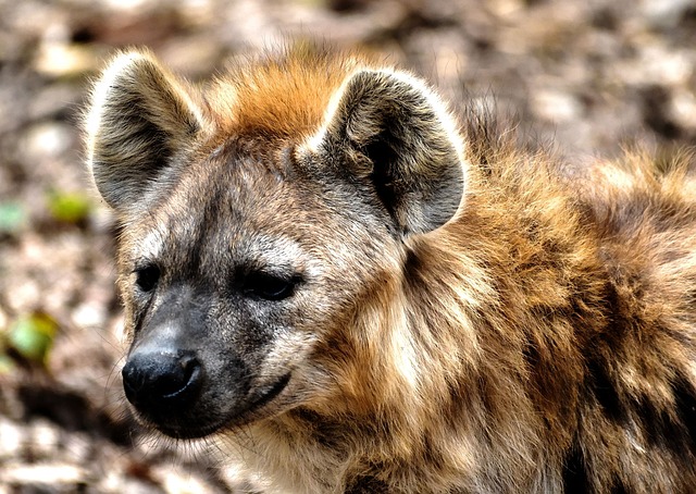 Hyenas Are Vital to Their Ecosystems