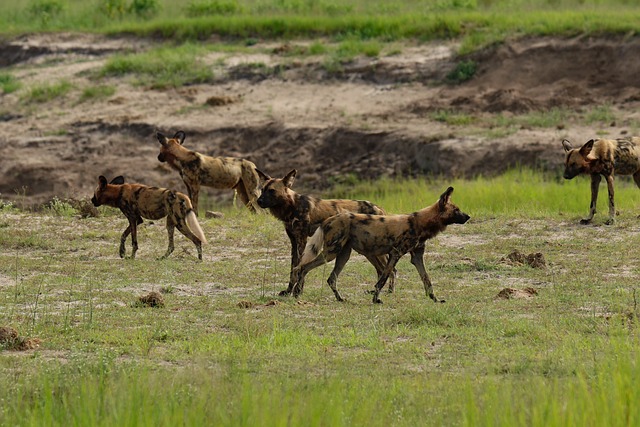 Hyenas Have a Unique Social Structure