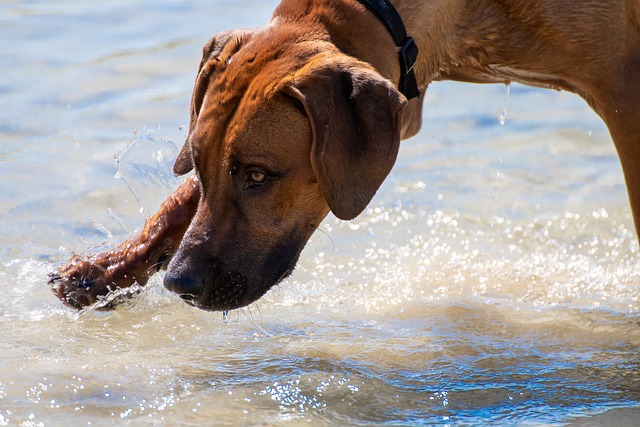 Is a Rhodesian Ridgeback Right for You