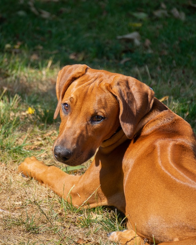 Rhodesian Ridgeback 101 All You Need to Know