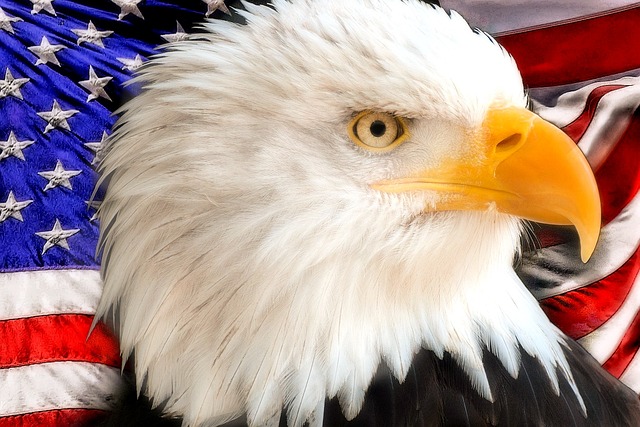 The bald eagle is the national bird of the United States