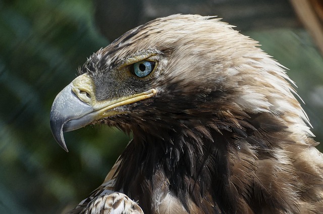 Top 10 Amazing Facts About Eagles You should Know