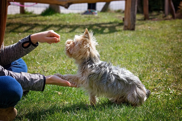 13 Effective Ways to Train Your Dog at Home