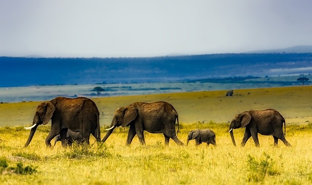 African elephant population stabilization