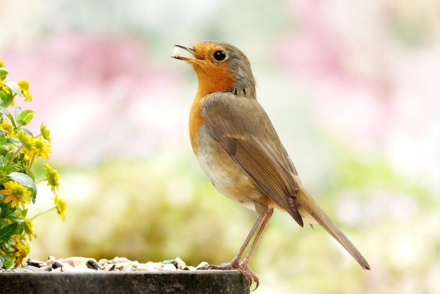 Birds also use calls for communication purposes, such as alarm calls, to warn other members of the flock of potential predators