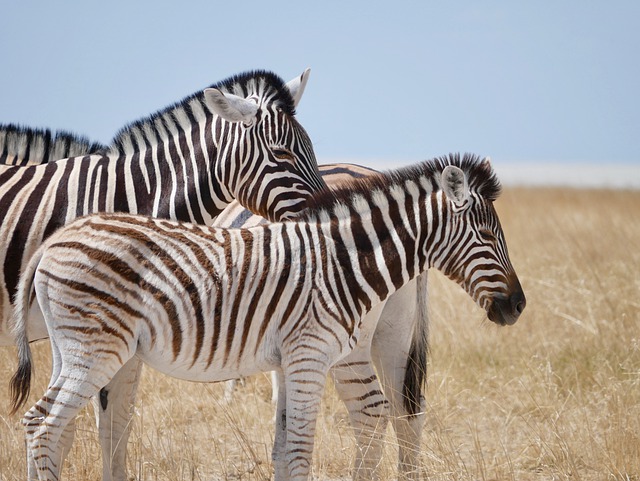 Another theory proposes that zebra stripes help regulate the animal's body temperature. 