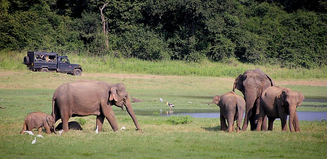 Asian elephant conservation in India and Sri Lanka