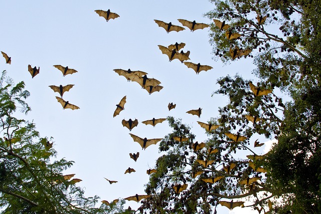 Bats are the only mammals capable of true flight