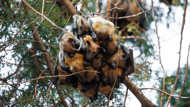 Bats face threats from habitat loss and disease
