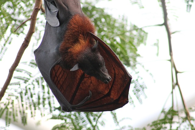 Bats play an important role in pollination