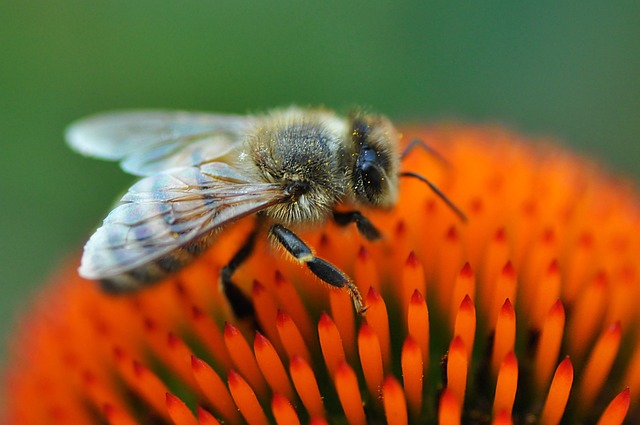 Bees are capable of solving complex problems