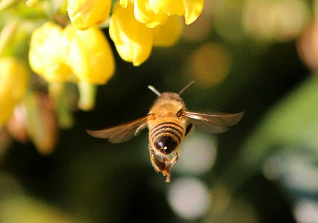 Bees can fly up to 15 miles per hour
