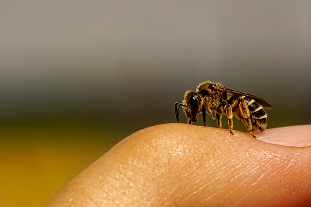 Bees can recognize human faces