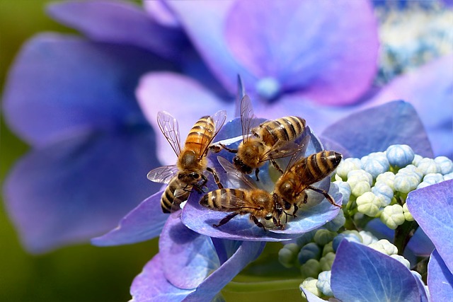 Bees communicate with each other through dance