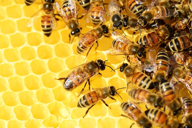 Bees have been producing honey for millions of years
