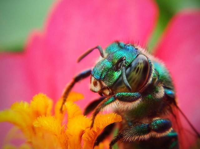 Bees have five eyes