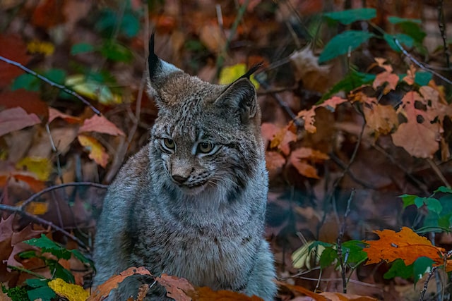 Behavior of Siberian Lynx