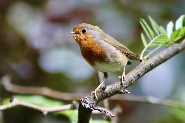 Birdsong and calls serve an essential function in the communication of birds