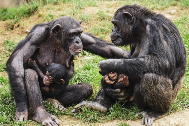 Chimpanzees: Our Fascinating Relatives in the Animal Kingdom - Travlean